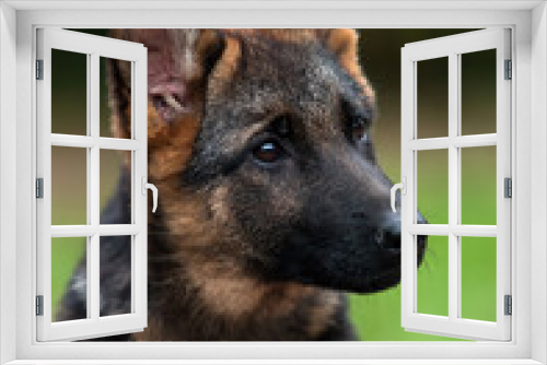 Fototapeta Naklejka Na Ścianę Okno 3D - muzzle German Shepherd puppy in the park