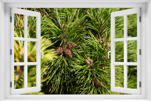 Fototapeta Naklejka Na Ścianę Okno 3D - spruce branch with cones close up