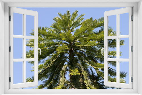 Fototapeta Naklejka Na Ścianę Okno 3D - Close up of Wollemi Pine Tree