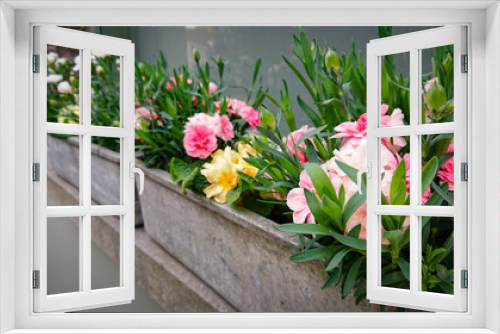 Fototapeta Naklejka Na Ścianę Okno 3D - Wonderful Flowers On The Windowsill In A Concrete Pot