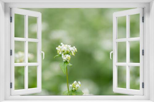 Fototapeta Naklejka Na Ścianę Okno 3D - 真っ白な蕎麦の花