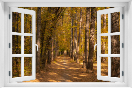 Fototapeta Naklejka Na Ścianę Okno 3D - Trail in the autumn forest among tall larch trees - autumn landscape