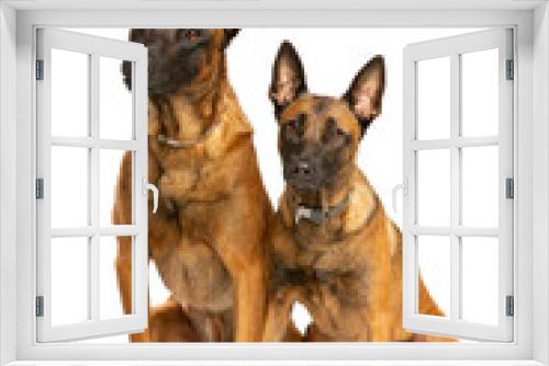 Fototapeta Naklejka Na Ścianę Okno 3D - Two Belgian Malinois dogs