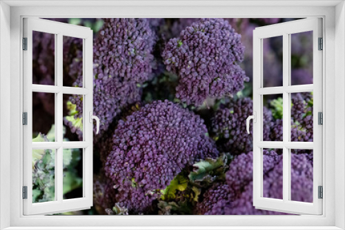 Fototapeta Naklejka Na Ścianę Okno 3D - Close up of purple sprouting broccoli florets, brassica, on a stall in a UK market