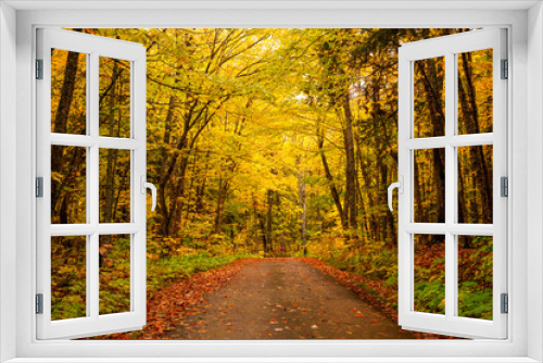 Fototapeta Naklejka Na Ścianę Okno 3D - Colorful autumn trees in Michigan upper peninsula countryside