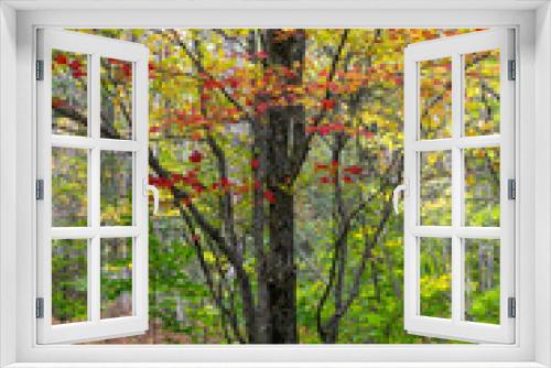 Fototapeta Naklejka Na Ścianę Okno 3D - Close up shot of colorful Maple tree in autumn time