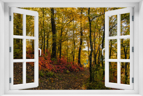 Fototapeta Naklejka Na Ścianę Okno 3D - 

Autumn forest colors