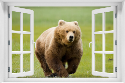 Fototapeta Naklejka Na Ścianę Okno 3D - Grizzly Bear, Hallo Bay, Katmai National Park, Alaska