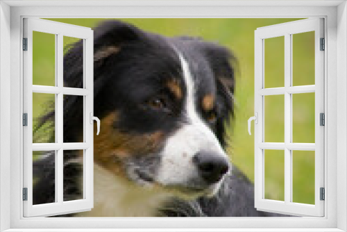 Fototapeta Naklejka Na Ścianę Okno 3D - A dog