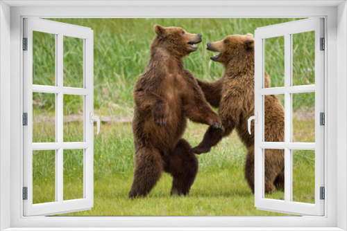 Fototapeta Naklejka Na Ścianę Okno 3D - Grizzly Bears Wrestling, Katmai National Park, Alaska