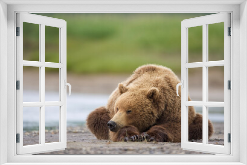 Fototapeta Naklejka Na Ścianę Okno 3D - Grizzly Bear, Katmai National Park, Alaska