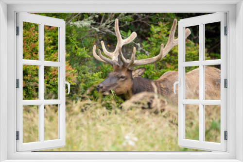 Fototapeta Naklejka Na Ścianę Okno 3D - Large male elk grazing behind grasses in a meadow
