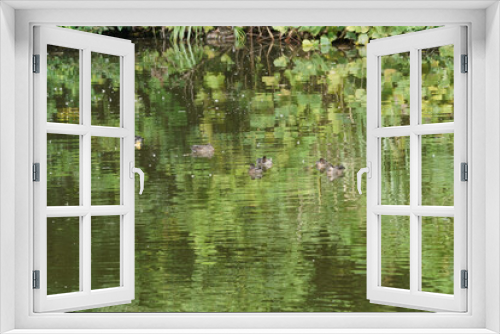Fototapeta Naklejka Na Ścianę Okno 3D - duck in the pond