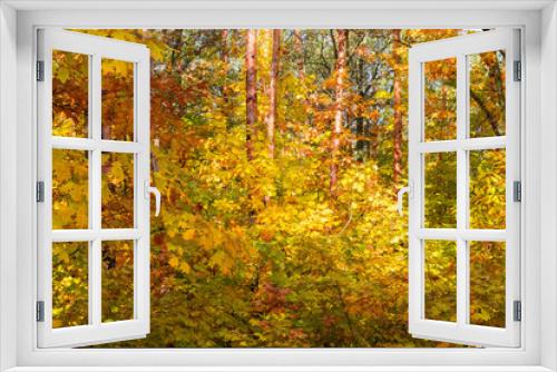 Fototapeta Naklejka Na Ścianę Okno 3D - Fragment of the autumn forest in sunny day