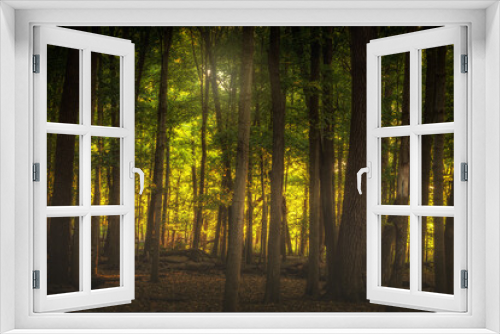 Fototapeta Naklejka Na Ścianę Okno 3D - Woods glowing in evening light