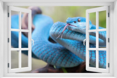 Fototapeta Naklejka Na Ścianę Okno 3D - Blue Viper Snake