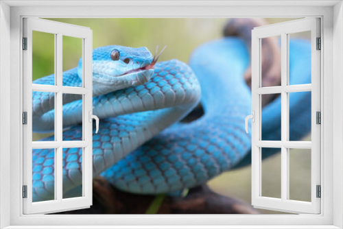 Fototapeta Naklejka Na Ścianę Okno 3D - Blue Viper Snake