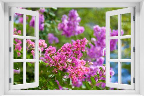 Fototapeta Naklejka Na Ścianę Okno 3D - 夏の花サルスベリ