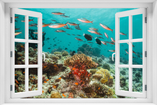 Fototapeta Naklejka Na Ścianę Okno 3D - Schools of  tropical fish swimming over colorful coral reef underwater