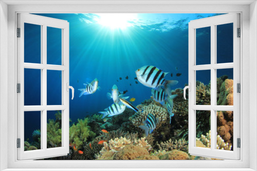Fototapeta Naklejka Na Ścianę Okno 3D - Tropical Fish and Coral Reef in Sunlight