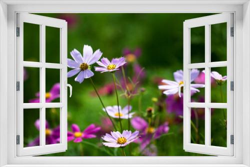 Fototapeta Naklejka Na Ścianę Okno 3D - Beautiful cosmos flowers in the garden
