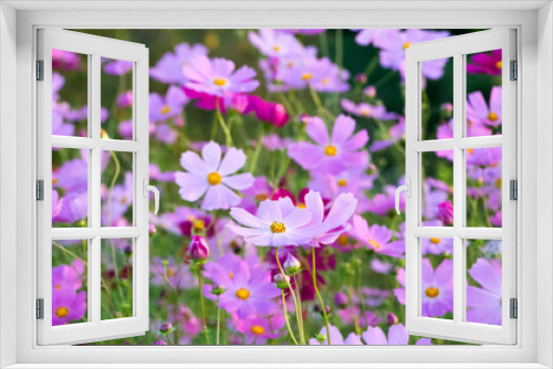 Fototapeta Naklejka Na Ścianę Okno 3D - Beautiful cosmos flowers in the garden
