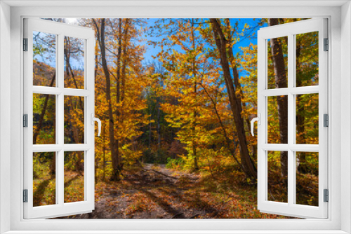 Fototapeta Naklejka Na Ścianę Okno 3D - Autumn forest dry yellow leaves