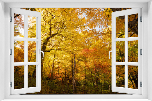 Fototapeta Naklejka Na Ścianę Okno 3D - 紅葉の森