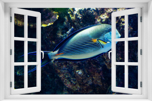Fototapeta Naklejka Na Ścianę Okno 3D - Beautiful sohal surgeon fish on a coral reef.