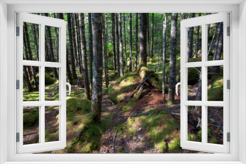 Fototapeta Naklejka Na Ścianę Okno 3D - Mossy green forest