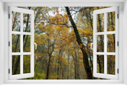 Fototapeta Naklejka Na Ścianę Okno 3D - Bended autumn tree landscape background