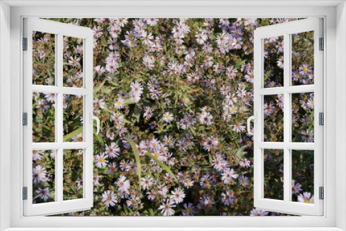 Fototapeta Naklejka Na Ścianę Okno 3D - Aster ericoides or Symphyotrichum ericoides. Beautiful macro photo of purple asters with green leaves. Background