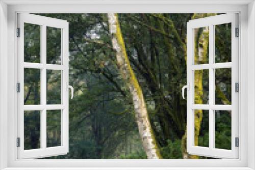 Fototapeta Naklejka Na Ścianę Okno 3D - Elm tree, Parkhill Wood, Lochwinnoch, Renfrewshire, Scotland,UK