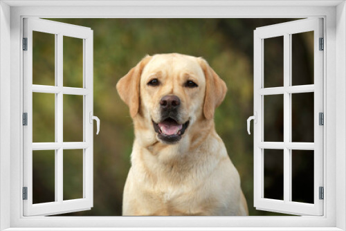 Fototapeta Naklejka Na Ścianę Okno 3D - dog labrador retriever portrait outdoor in summer