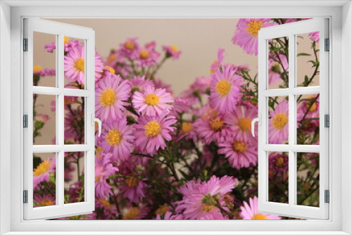 Fototapeta Naklejka Na Ścianę Okno 3D - autumn purple bushy Aster flowers
