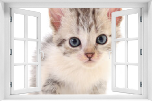 Fototapeta Naklejka Na Ścianę Okno 3D - Kitten on white background.