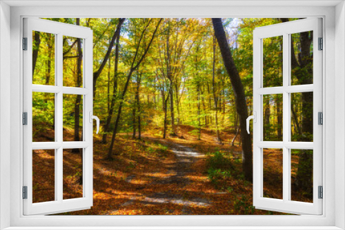 Fototapeta Naklejka Na Ścianę Okno 3D - The beauty of trees in the autumn forest