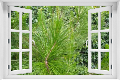 Fototapeta Naklejka Na Ścianę Okno 3D - Pinus patula (Ocote)
