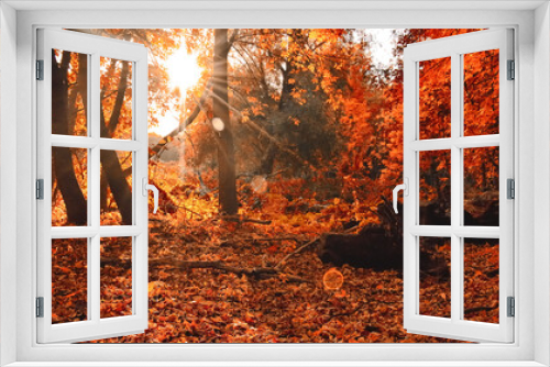 Fototapeta Naklejka Na Ścianę Okno 3D - The rays of the sun break through the branches in the forest in the autumn morning.