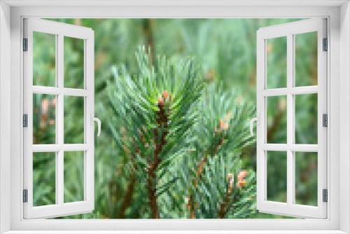 Fototapeta Naklejka Na Ścianę Okno 3D - Walter pine