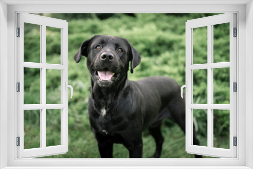 Fototapeta Naklejka Na Ścianę Okno 3D - black labrador retriever