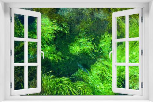 Fototapeta Naklejka Na Ścianę Okno 3D - 湧き水と藻