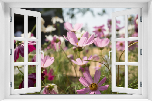 Fototapeta Naklejka Na Ścianę Okno 3D - cosmos flower in garden