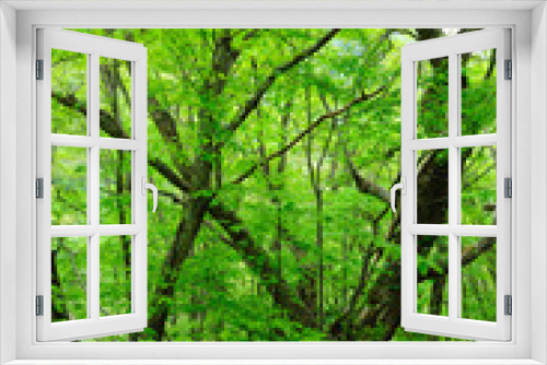 Fototapeta Naklejka Na Ścianę Okno 3D - 森の新緑