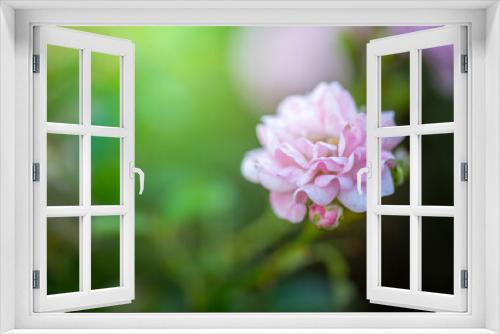 Fototapeta Naklejka Na Ścianę Okno 3D - Roses in the garden