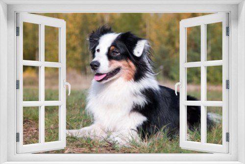 Fototapeta Naklejka Na Ścianę Okno 3D - Portrait of cute smiling black and white tricolor Australian shepherd with background of autumn colored forest leaves. Nice and funny aussie sheepdog with funny colored white face smiling outside 