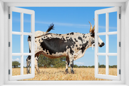 Fototapeta Naklejka Na Ścianę Okno 3D - Nguni cow - indigenous cattle breed of South Africa - on a rural farm.