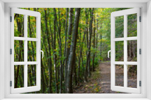 Fototapeta Naklejka Na Ścianę Okno 3D - Waldspaziergang im Herbst