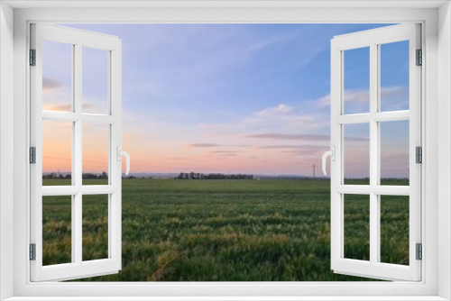 Fototapeta Naklejka Na Ścianę Okno 3D - wheat field at sunset