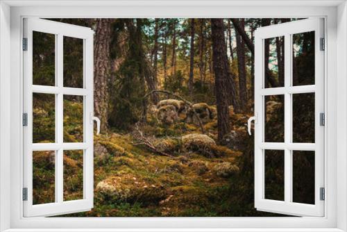 Fototapeta Naklejka Na Ścianę Okno 3D - Forest at afternoon during autumn with evergreen trees and mois moss